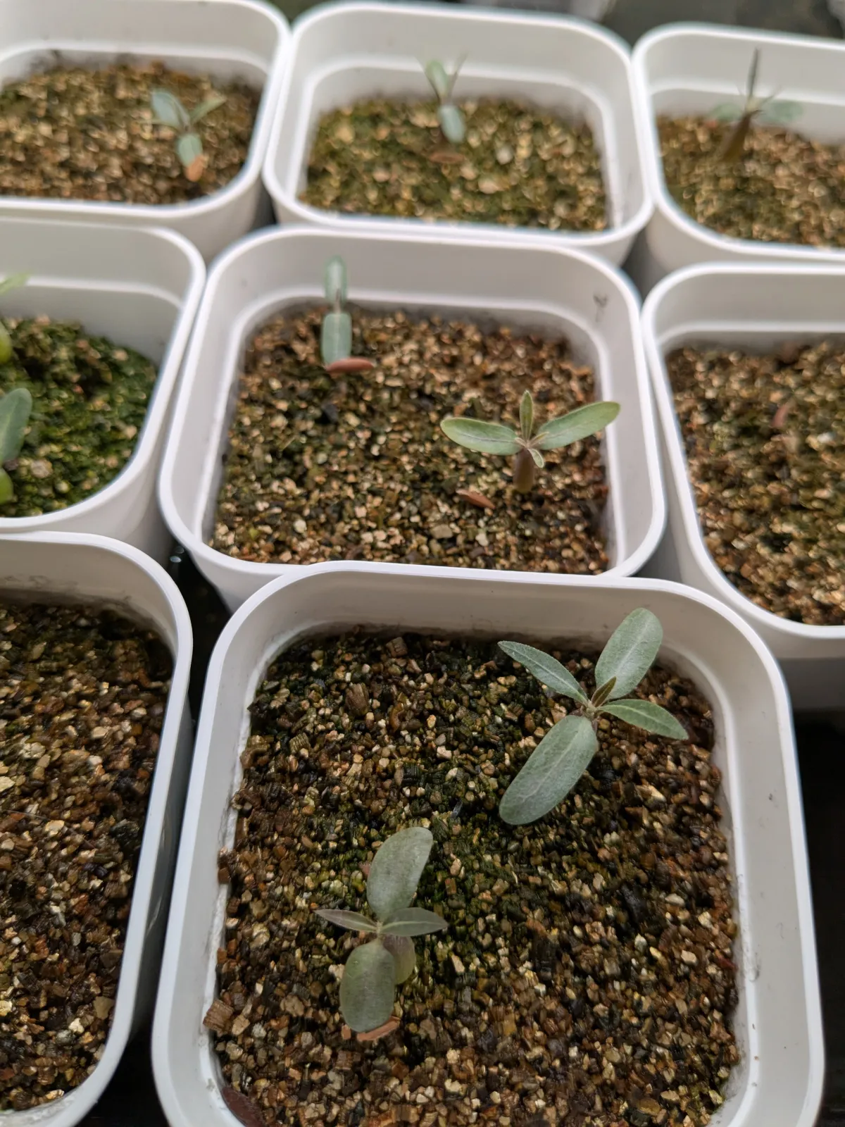 Pachypodium rosulatum var. gracilius (パキポディウム グラキリス)