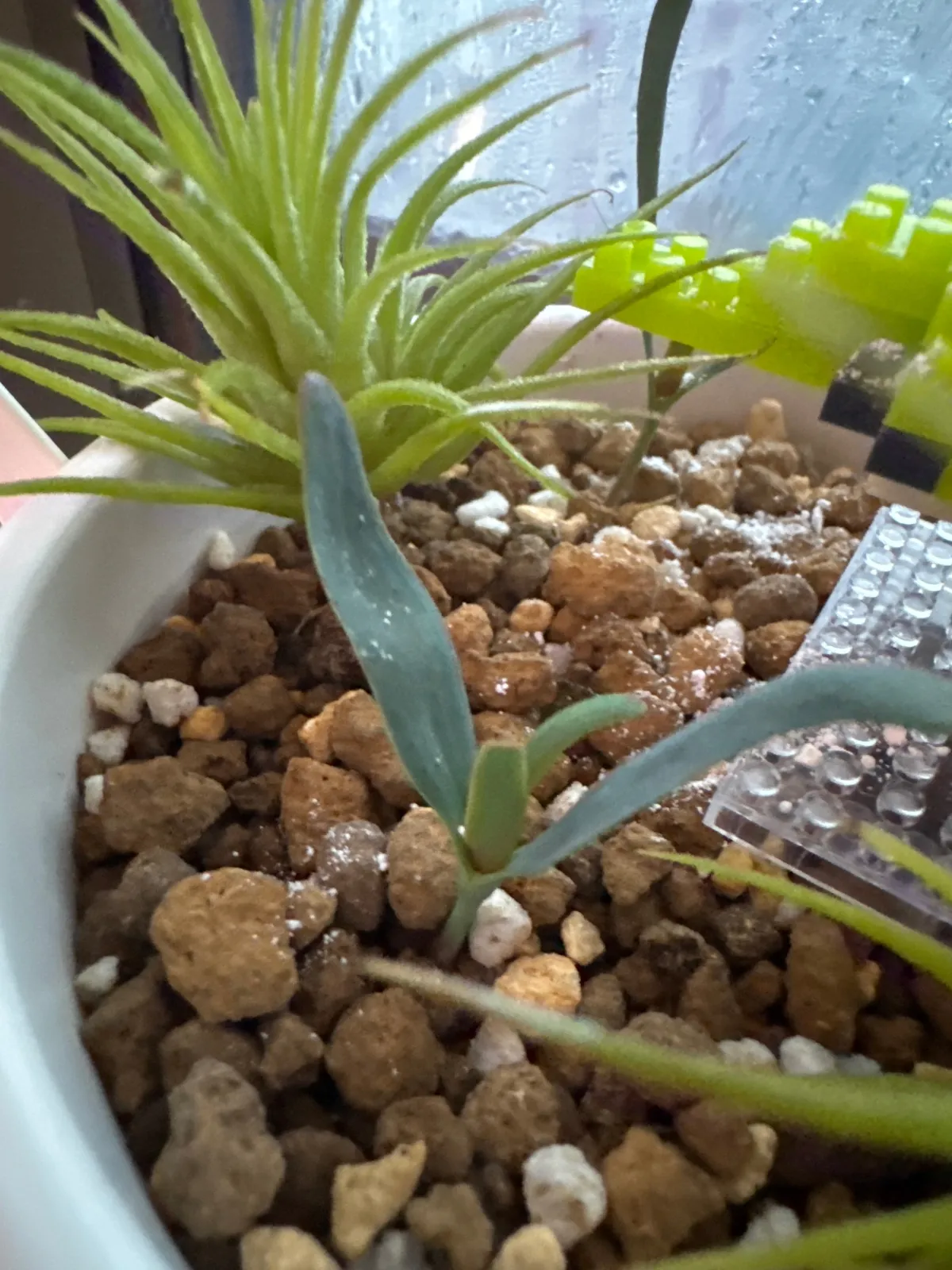 Welwitschia mirabilis (ウェルウィッチア ミラビリス 奇想天外)