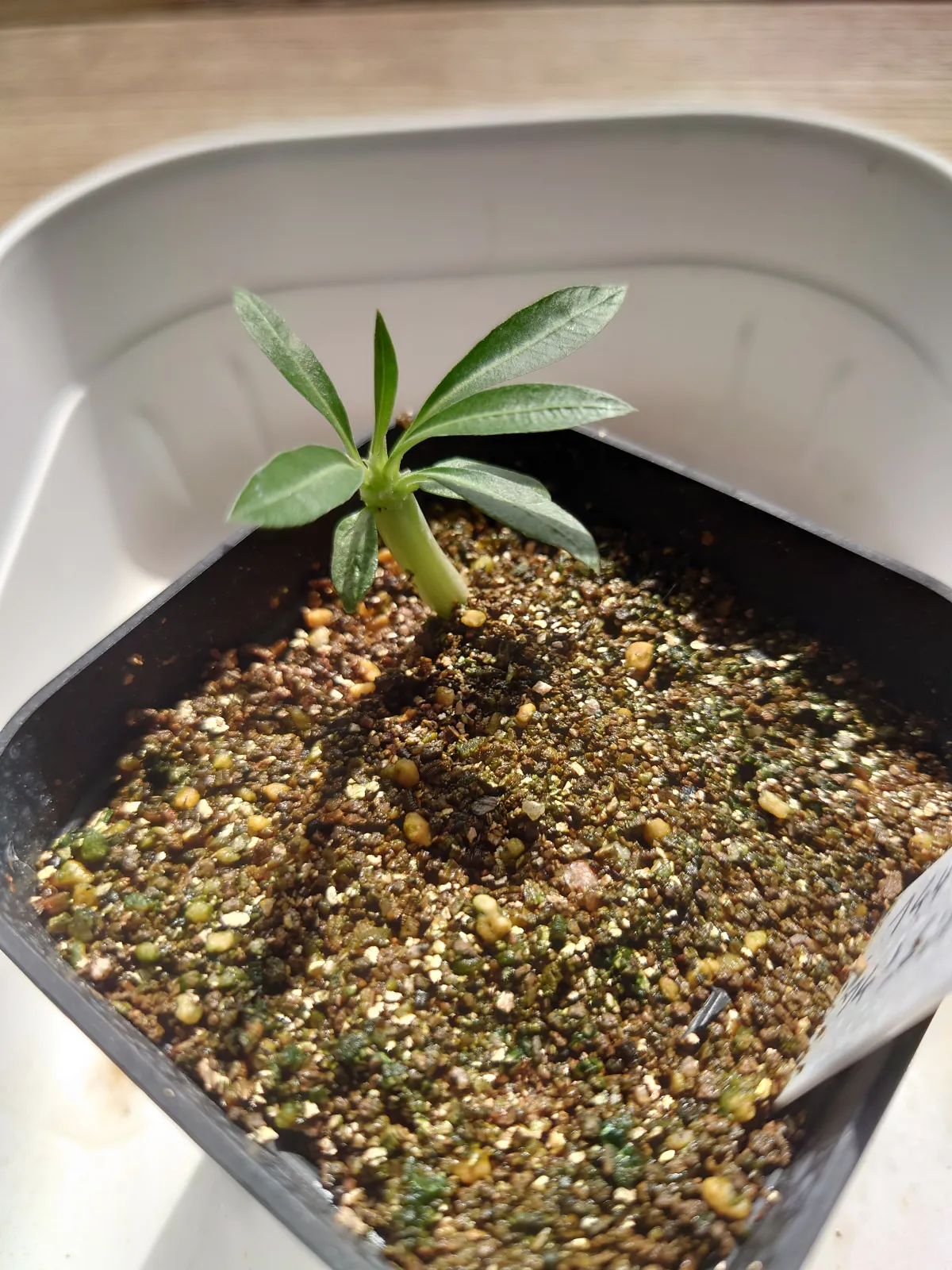 Pachypodium brevicaule (パキポディウム ブレビカウレ（長茎） ())