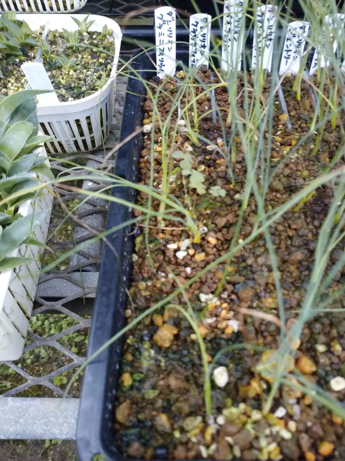 Dasylirion graminifolium (ダシリリオン グラミニフォリウム)