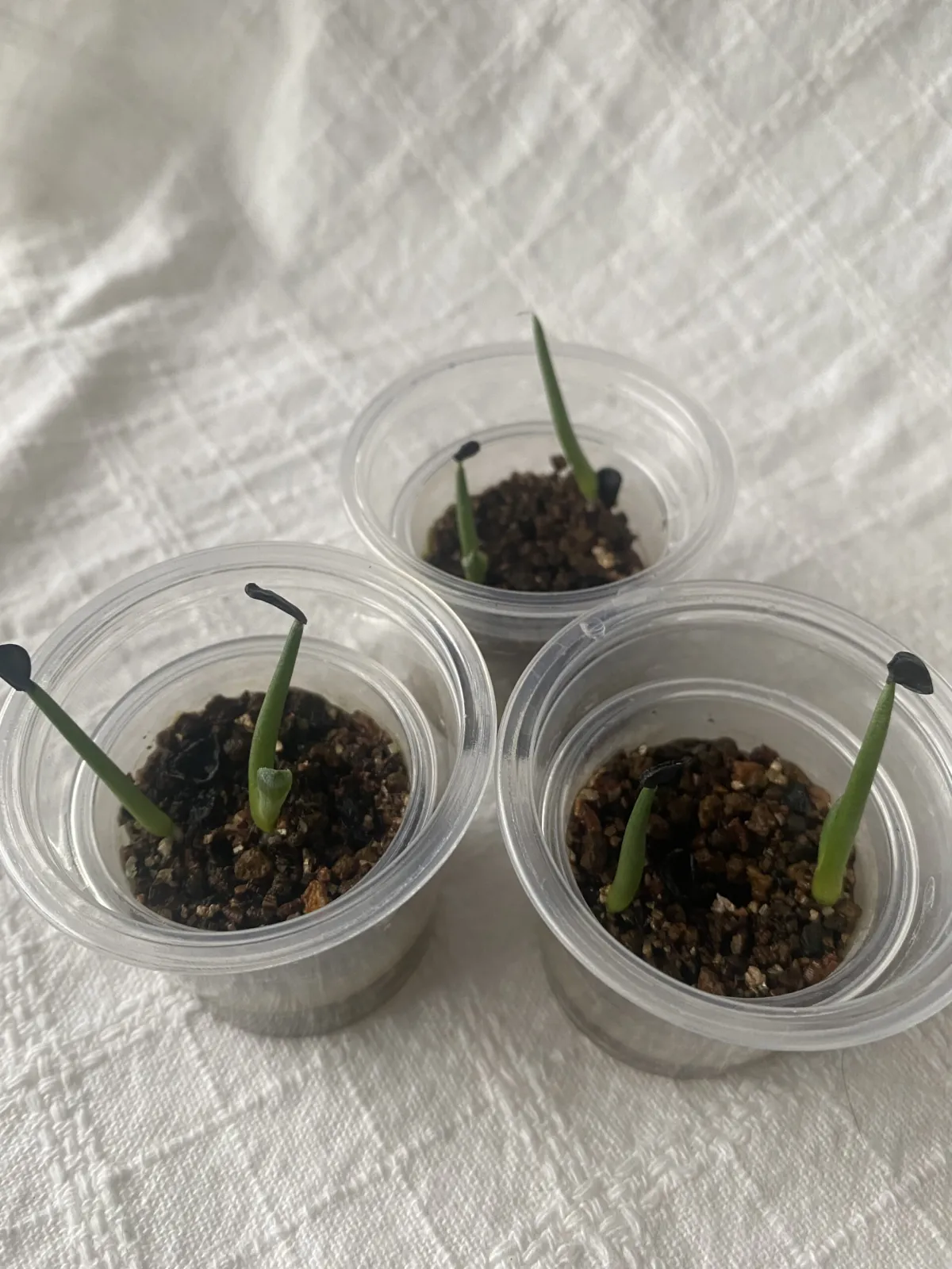 Agave parryi var. truncata (アガベ パリー トランカータ)