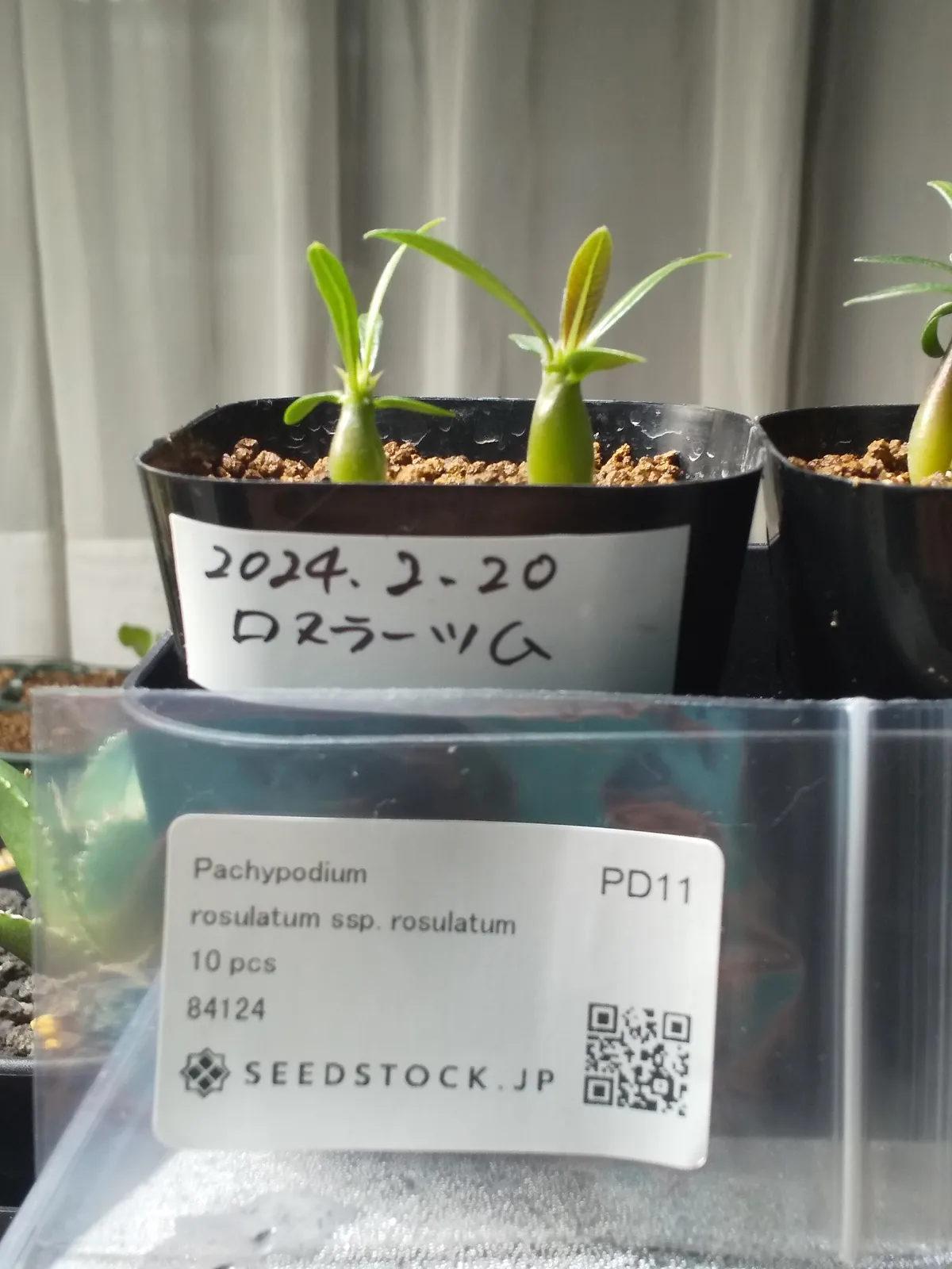 Pachypodium rosulatum (パキポディウム ロスラーツム)