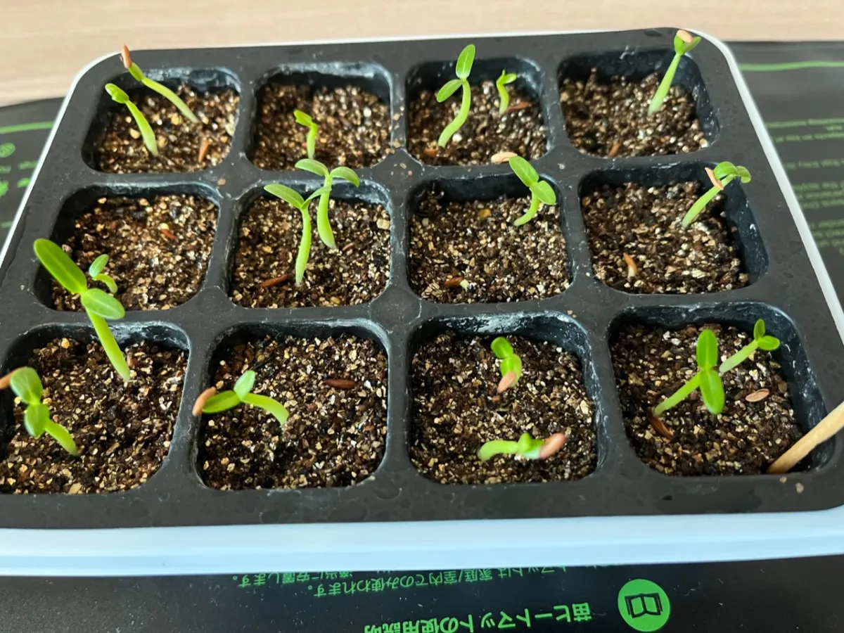 Pachypodium rosulatum var. gracilius (パキポディウム グラキリス)