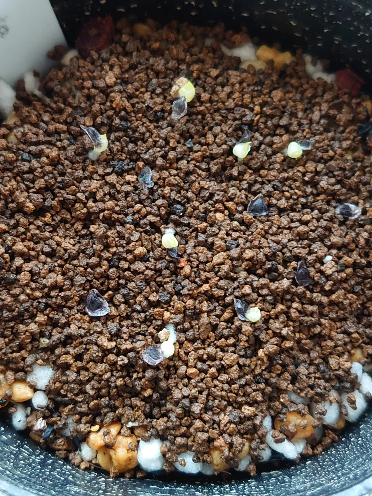 Aloe aculeata (アロエ アクレアータ)