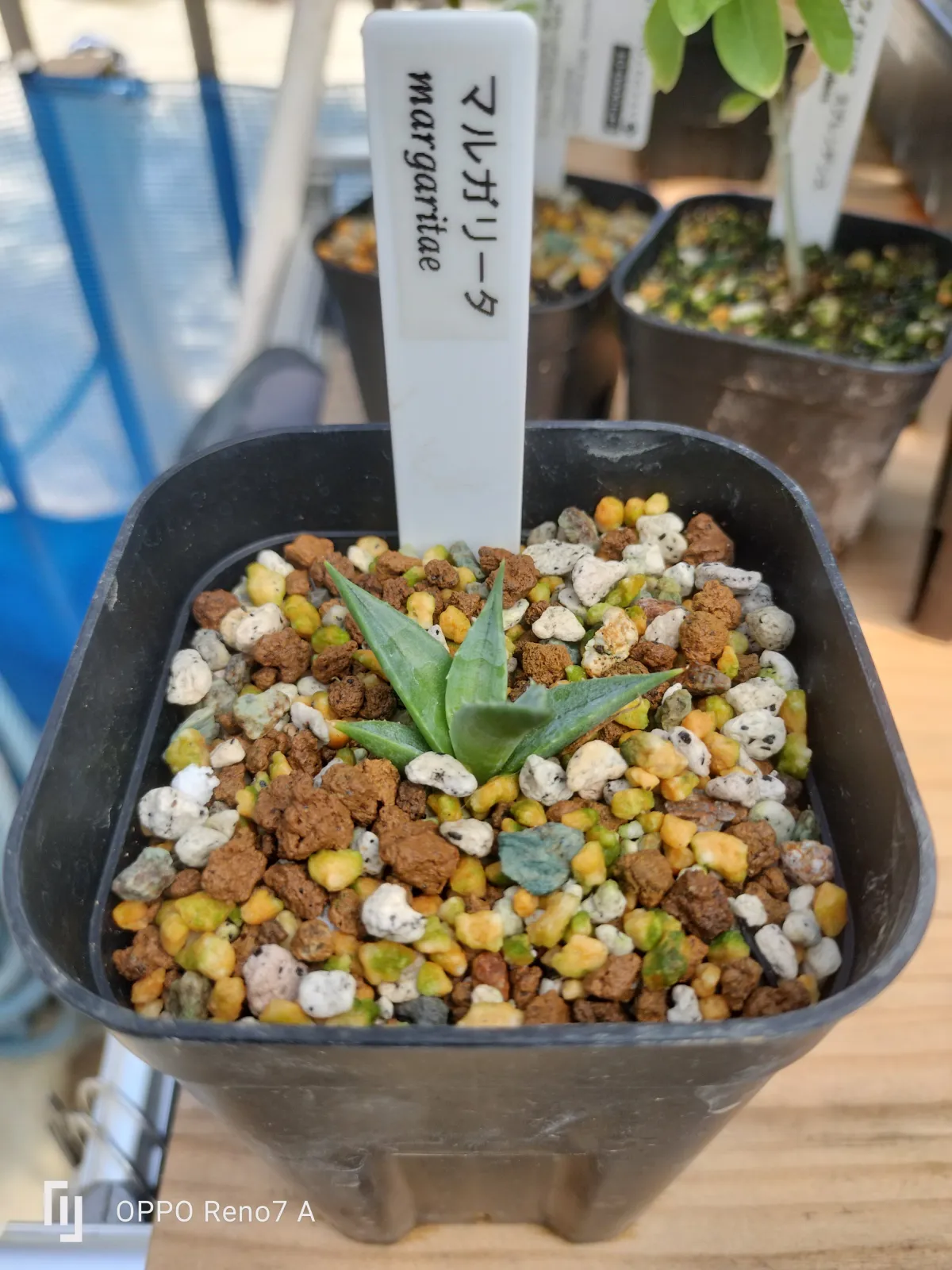 Agave margaritae (アガベ マルガリータ)