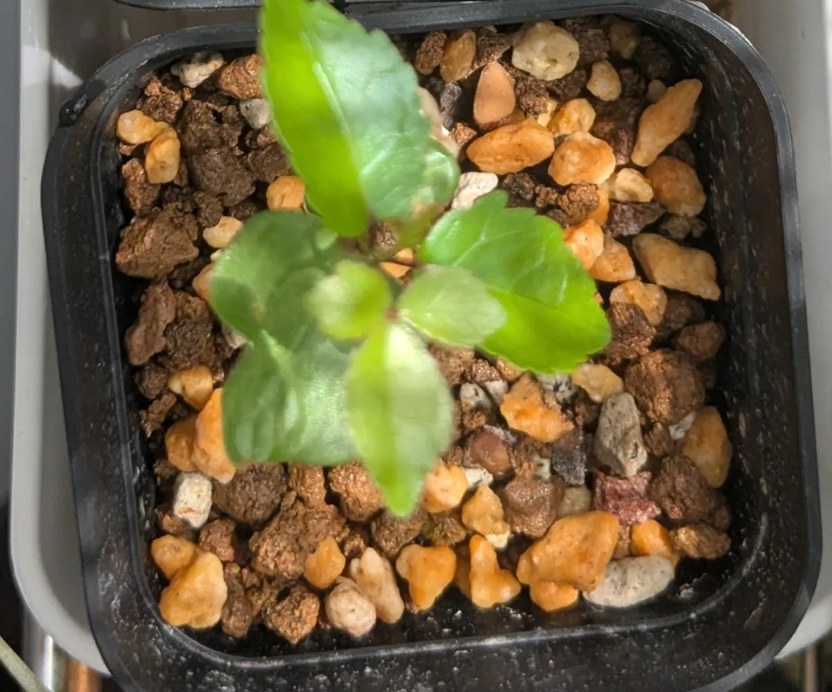 Commiphora humbertii (コミフォラ フンベルティ)
