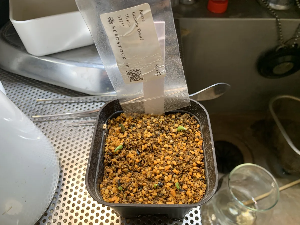 Agave titanota (アガベ チタノタ ドワーフ)