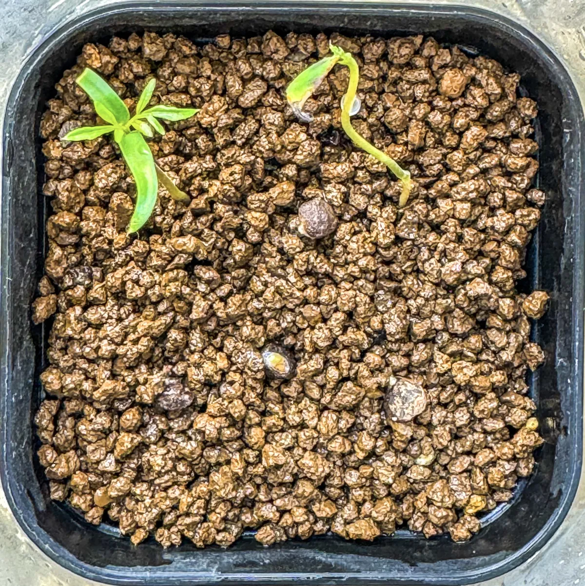 Operculicarya pachypus (オペルクリカリア パキプス)