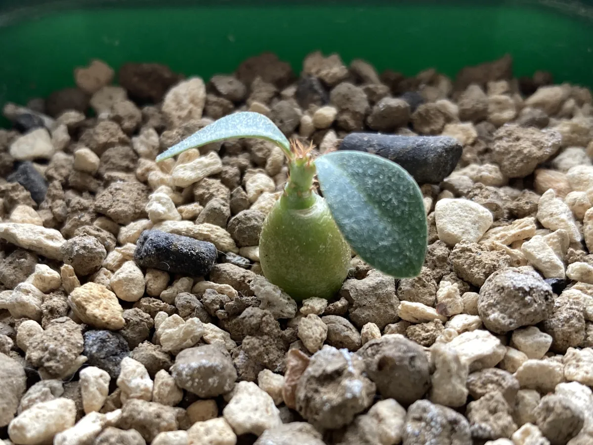 Pachypodium bispinosum (パキポディウム ビスピノーサム)
