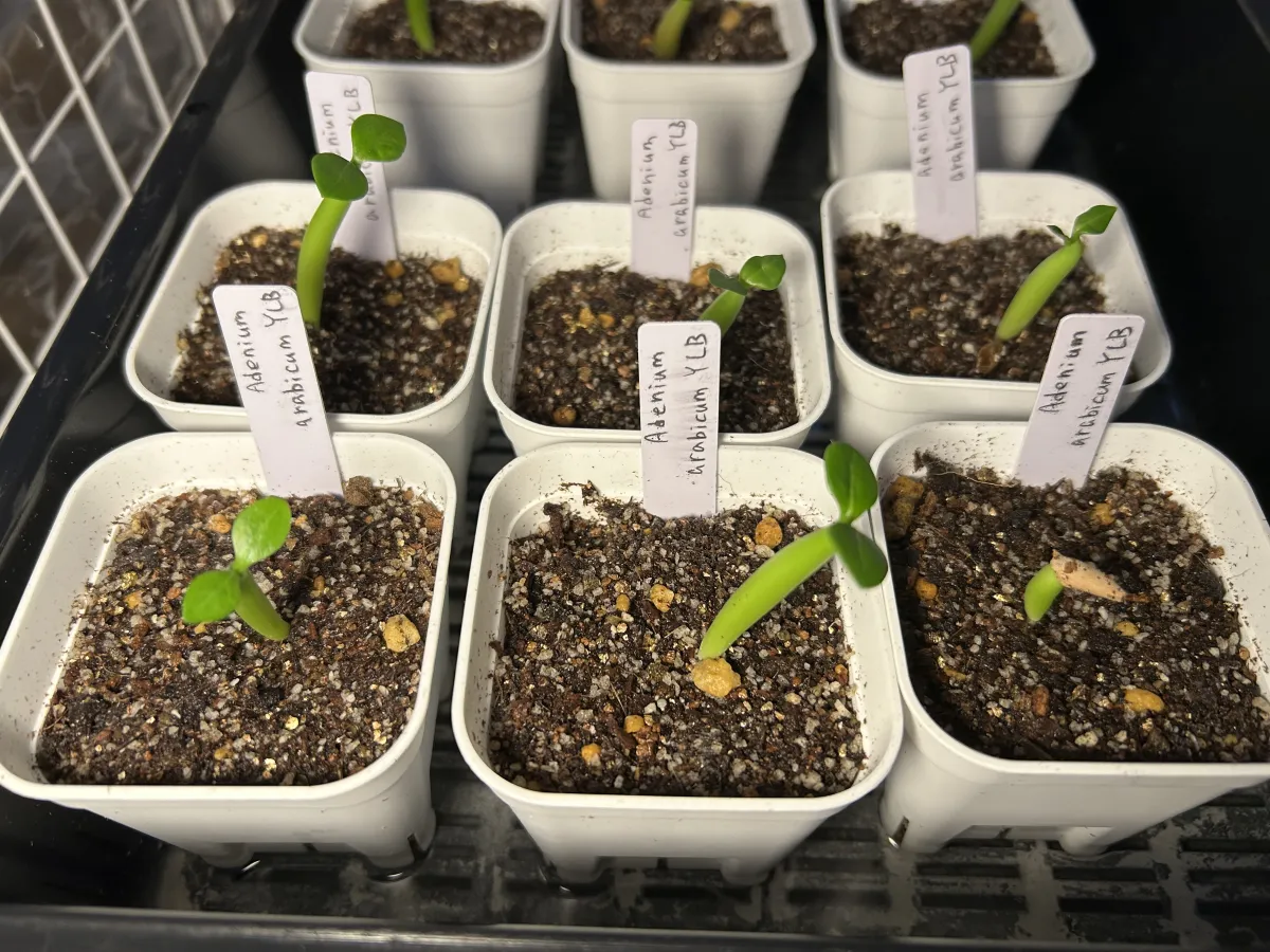 Adenium arabicum (アデニウム アラビカム)