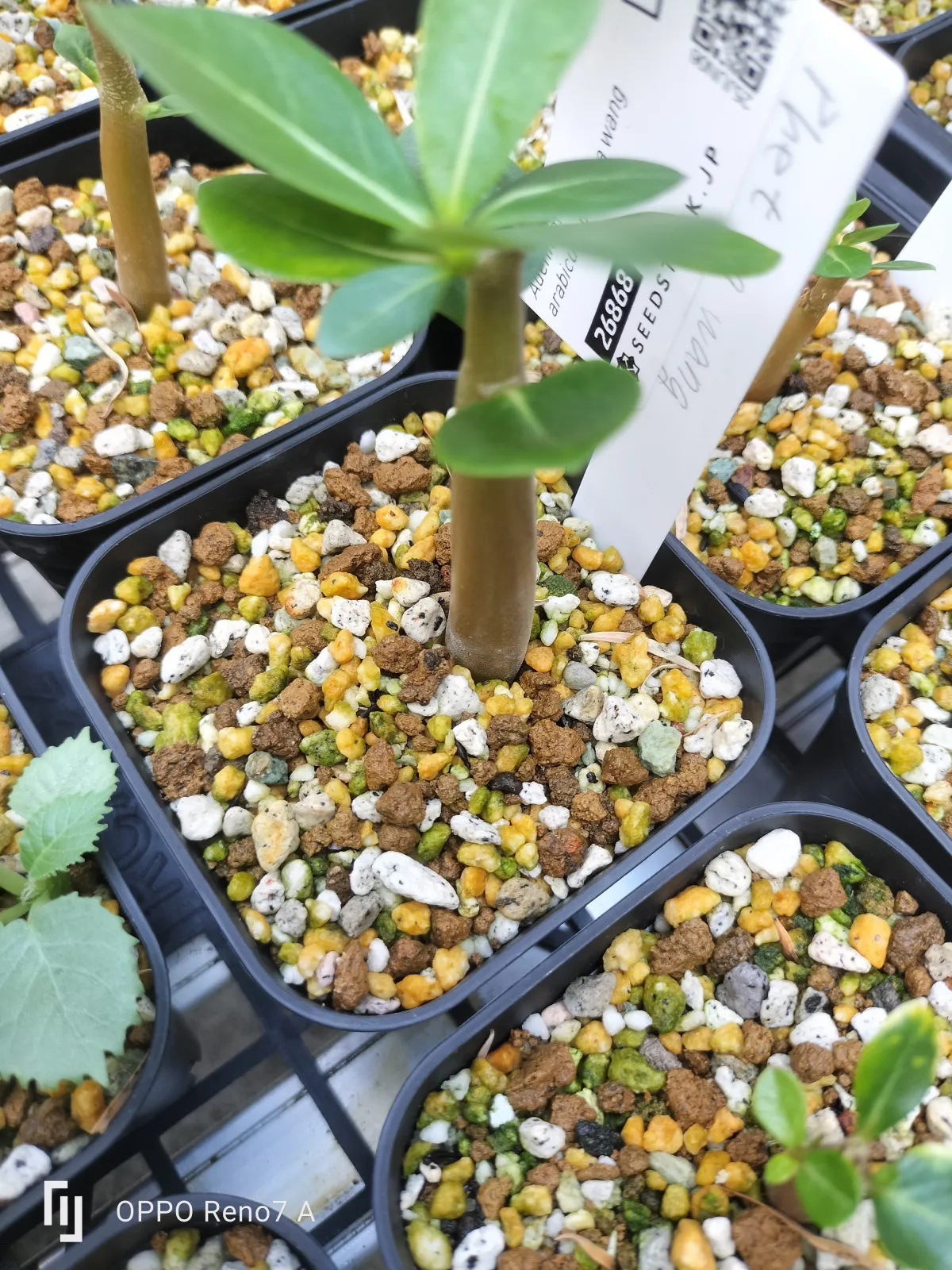 Adenium arabicum (アデニウム アラビカム)