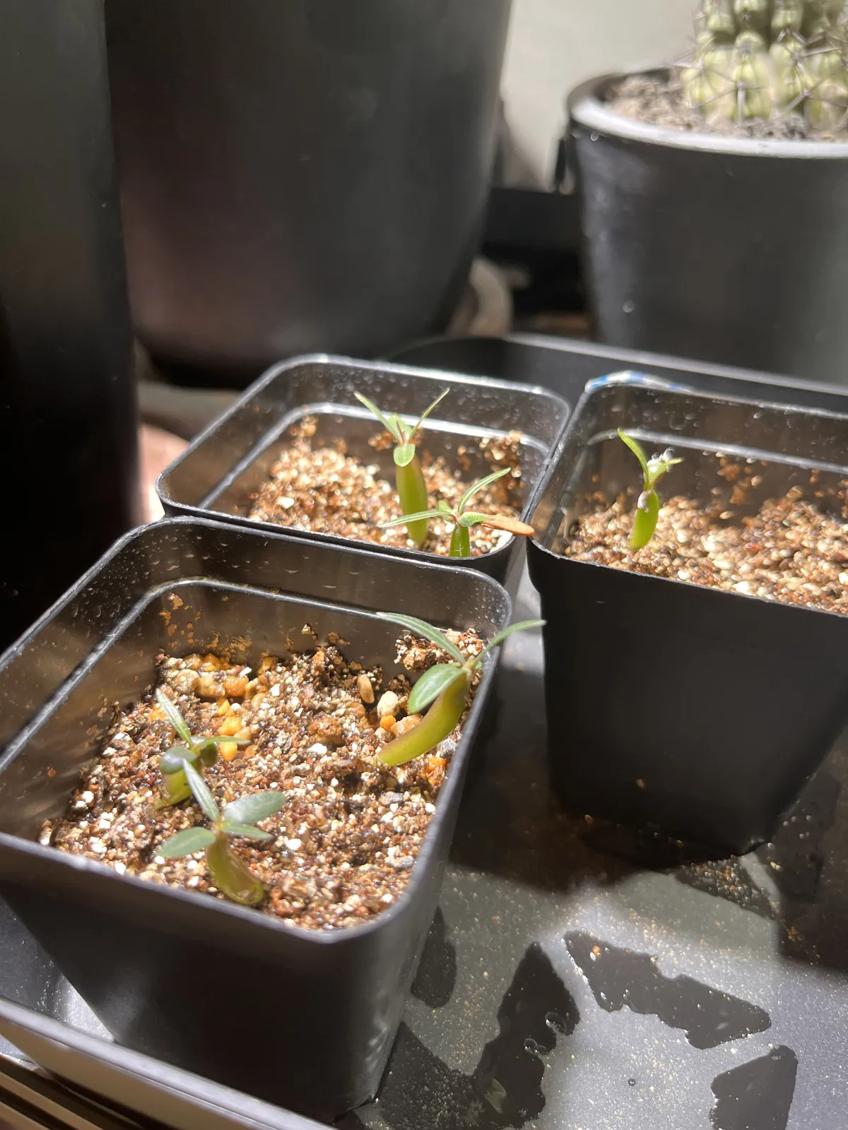 Pachypodium rosulatum var. gracilius (パキポディウム グラキリス)