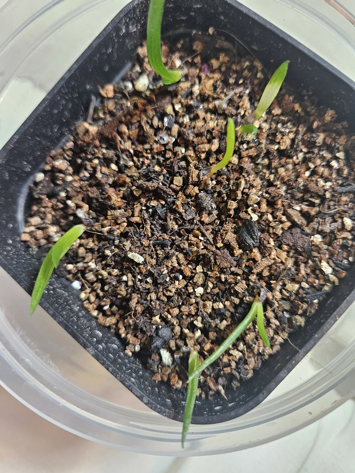 Aloe parvula (アロエ パルブラ 女王錦)