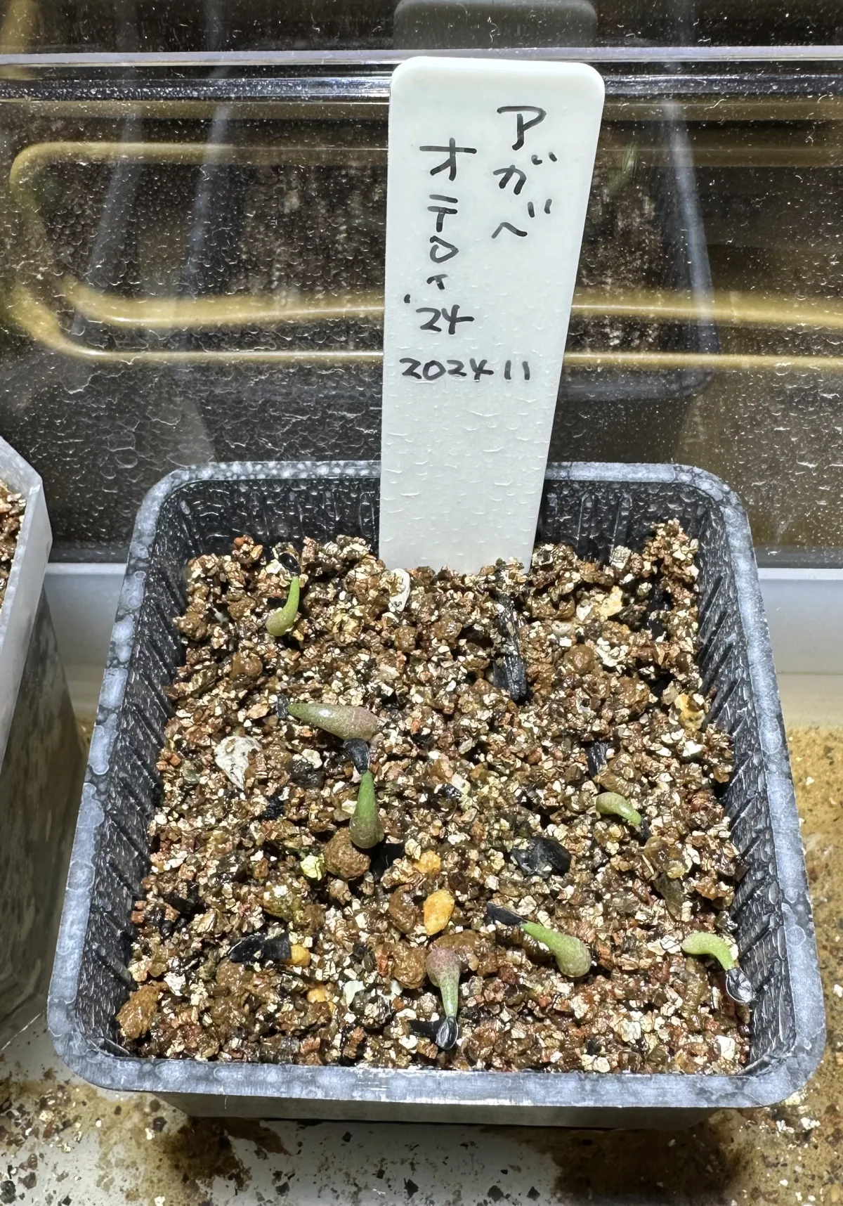 Agave oteroi (アガベ オテロイ)