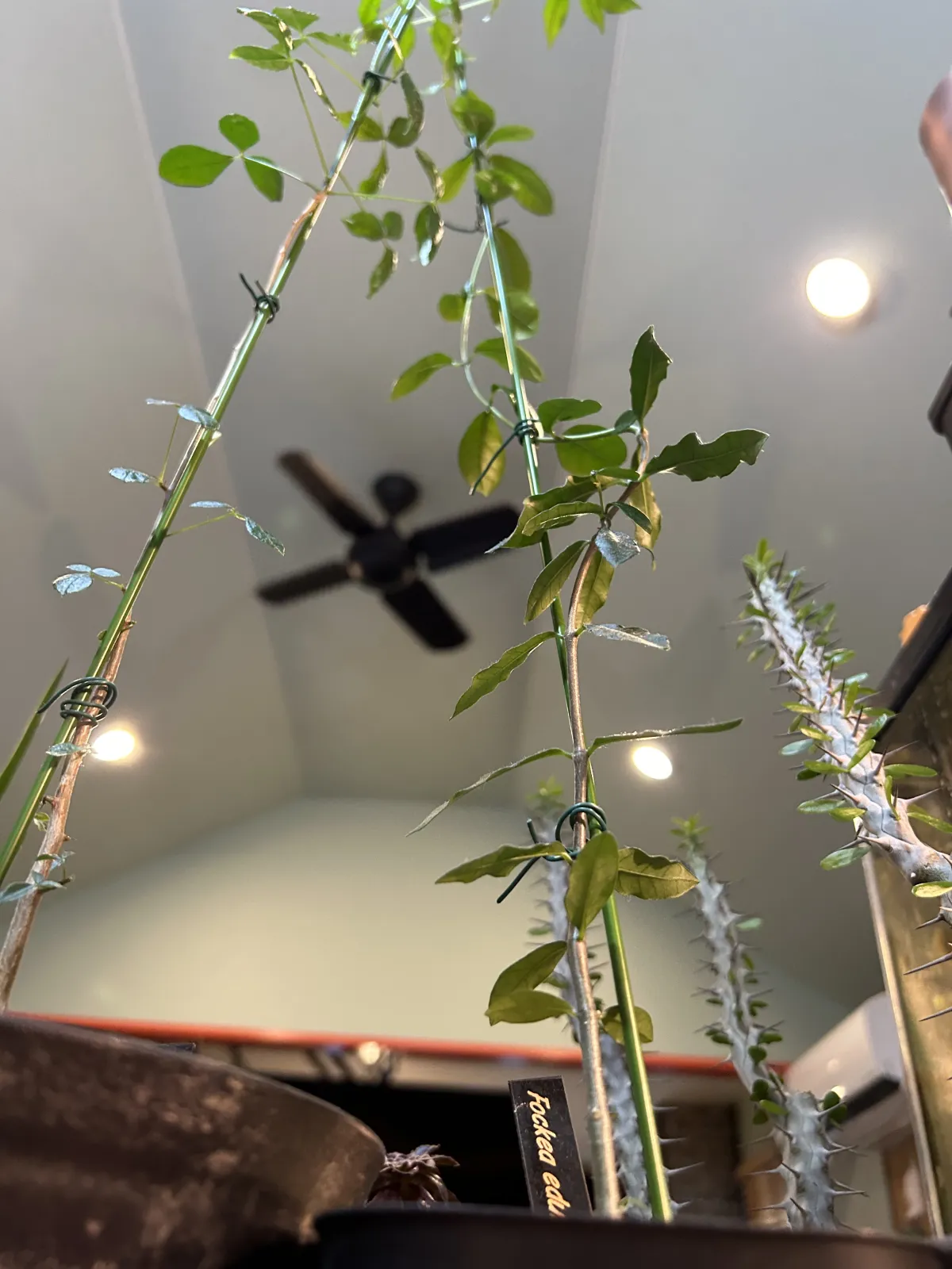 Fockea edulis (フォッケア 火星人)