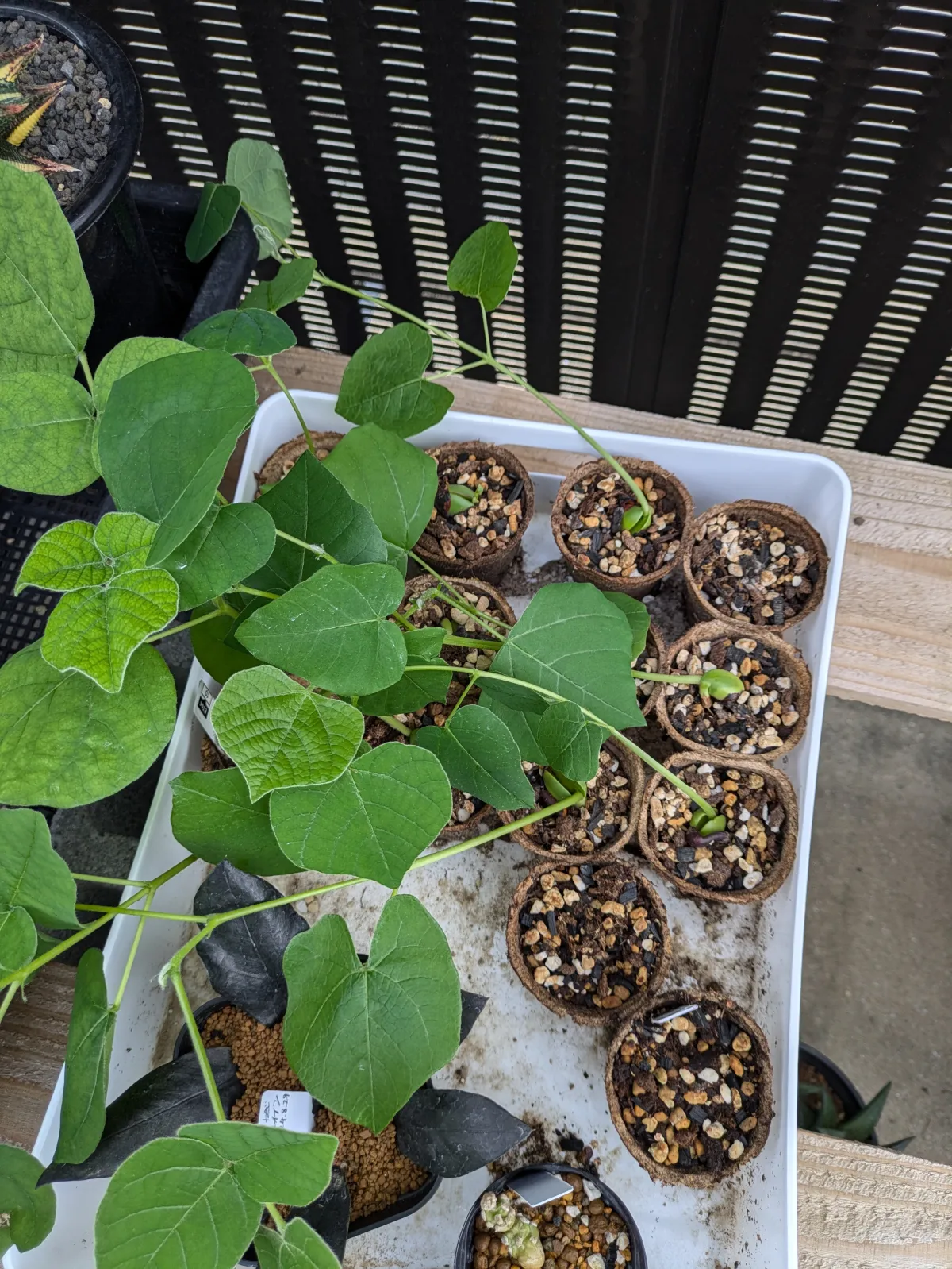 Erythrina latissima (エリスリナ ラティッシマ)