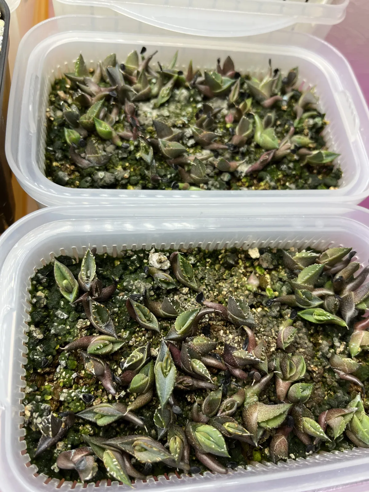 Agave oteroi (アガベ オテロイ)