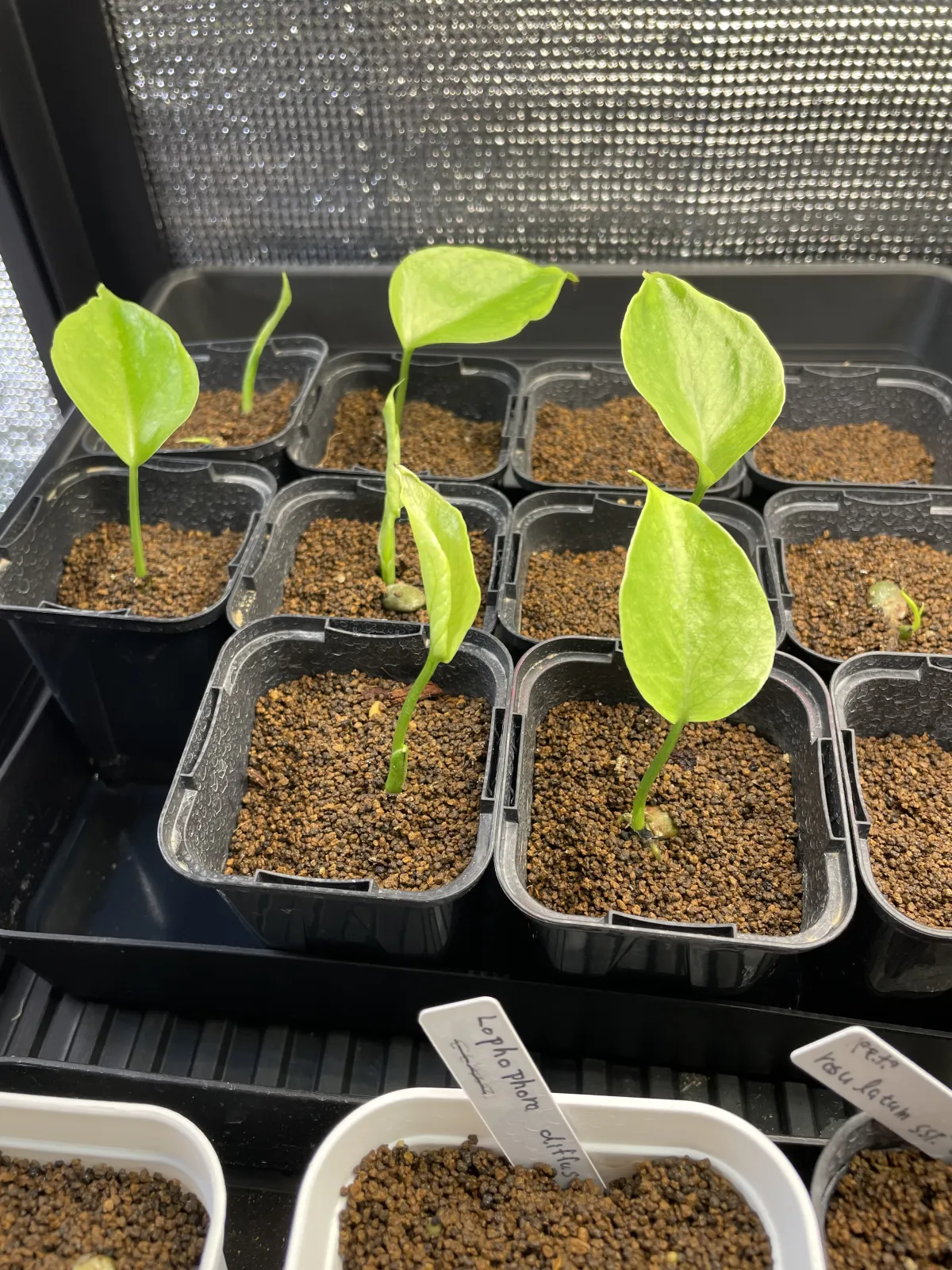 Monstera deliciosa Tauerii (モンステラ タウエリー)