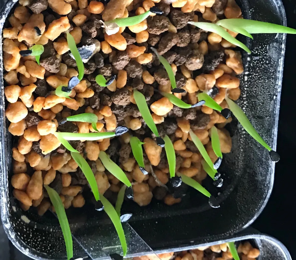 Agave oteroi (アガベ オテロイ)