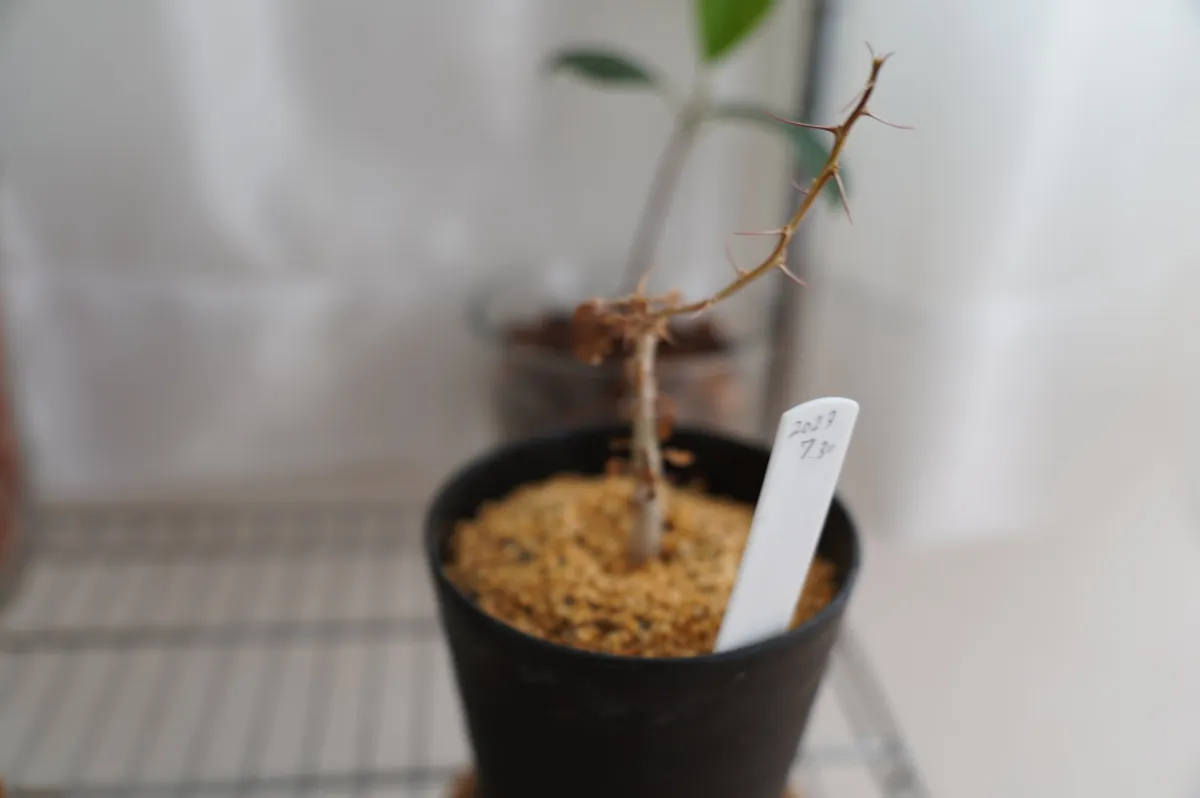 Fouquieria columnaris (フォークイエリア コルムナリス 観峰玉)