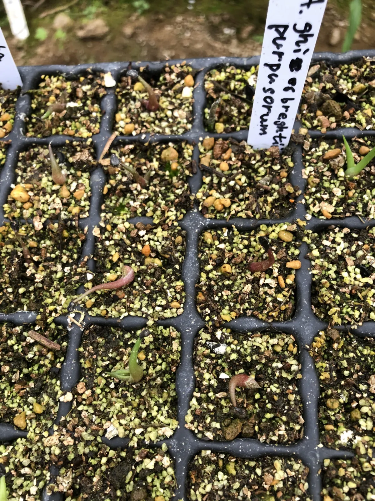 Agave ghiesbreghtii 'Purpusorum' (アガベ パルプソーラム)