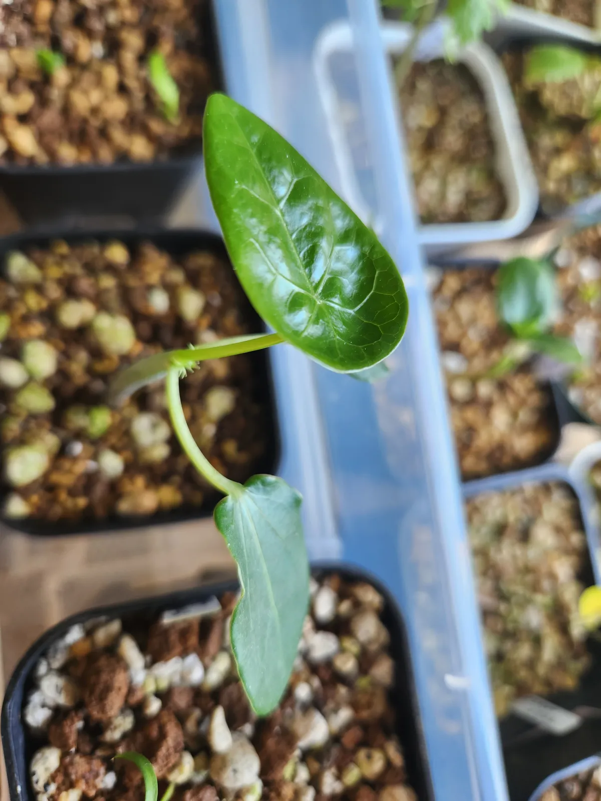 Jatropha podagrica (ヤトロファ ポダグリカ)