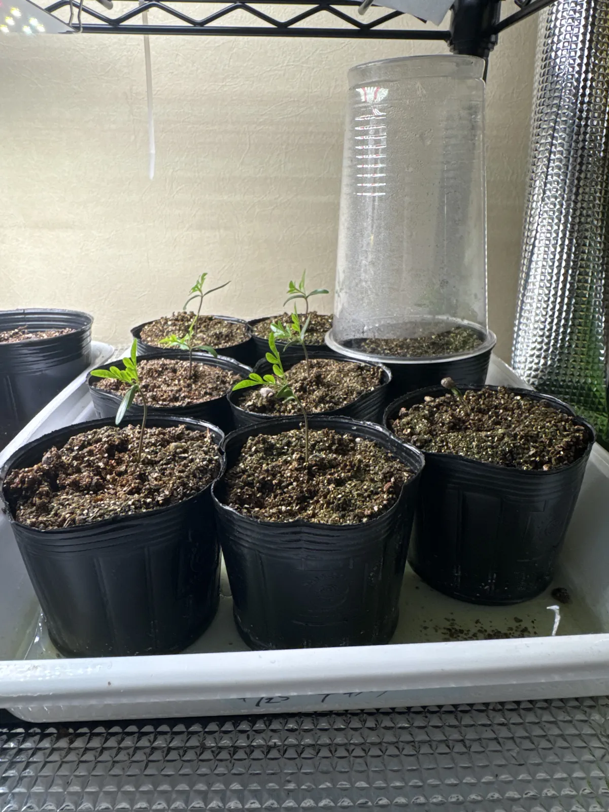 Operculicarya decaryi (オペルクリカリア デカリー)