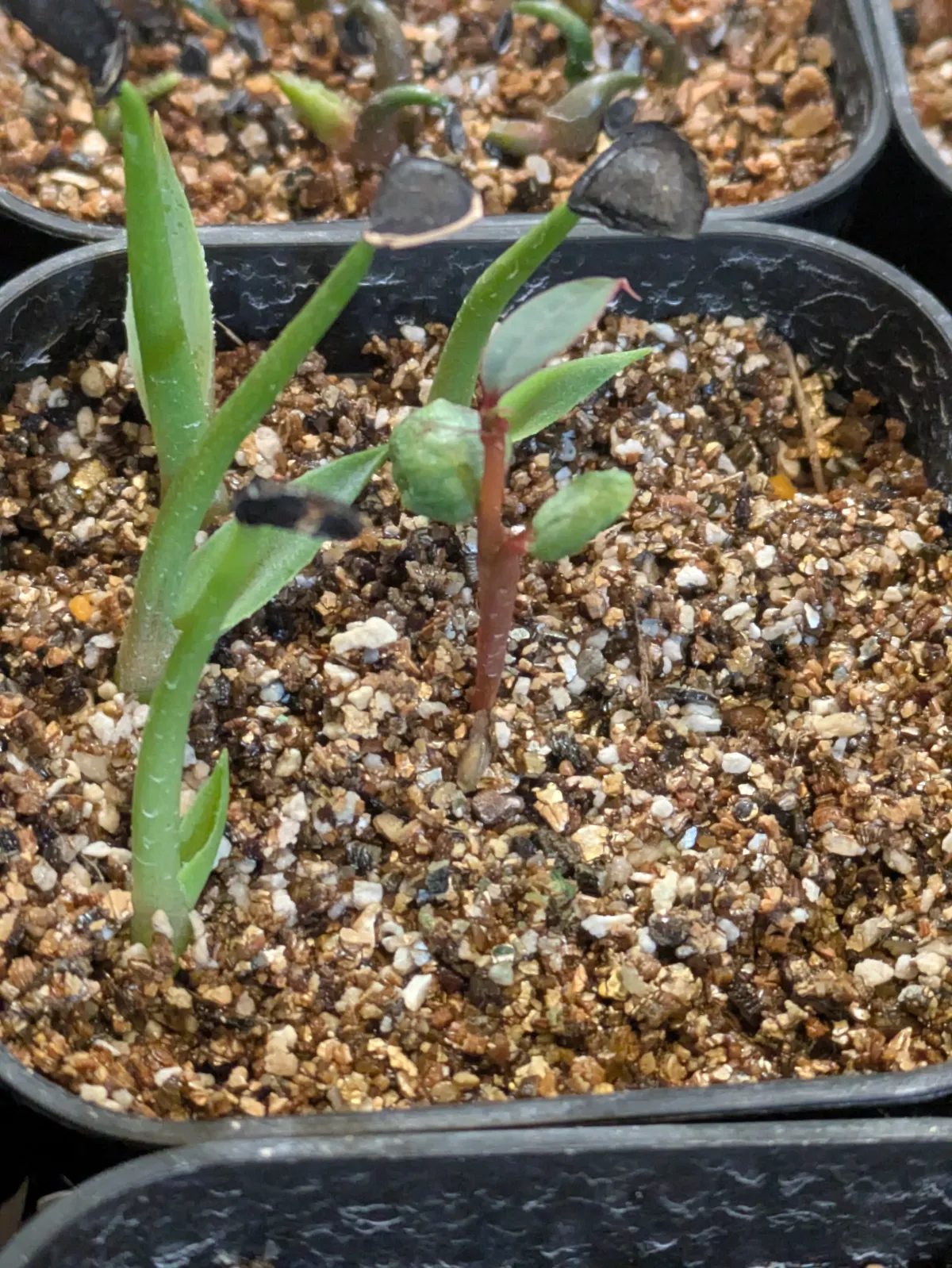 Euphorbia neohumbertii (ユーフォルビア ネオフンベルティ)