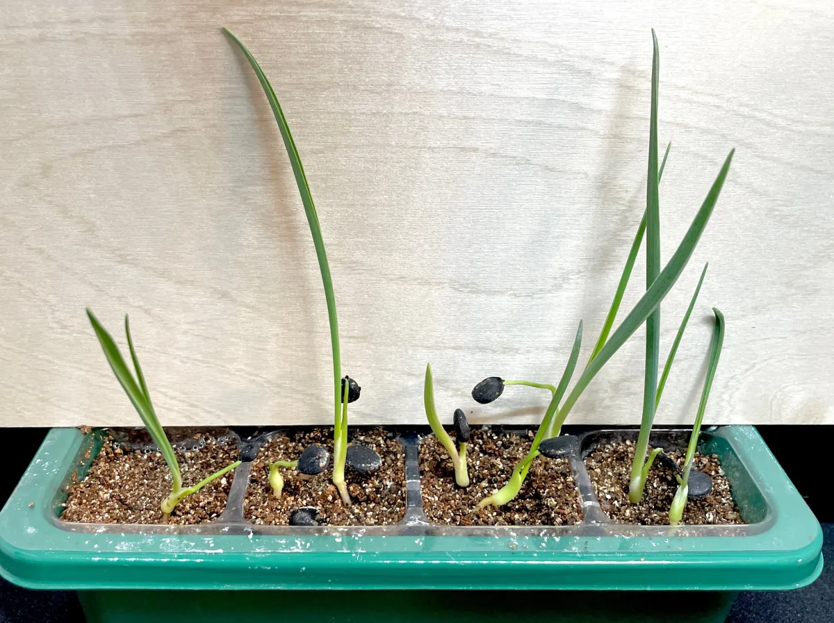 Yucca brevifolia (ユッカ ブレビフォリア)