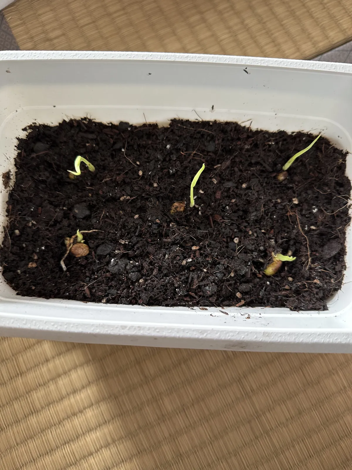 Monstera deliciosa Tauerii (モンステラ タウエリー)