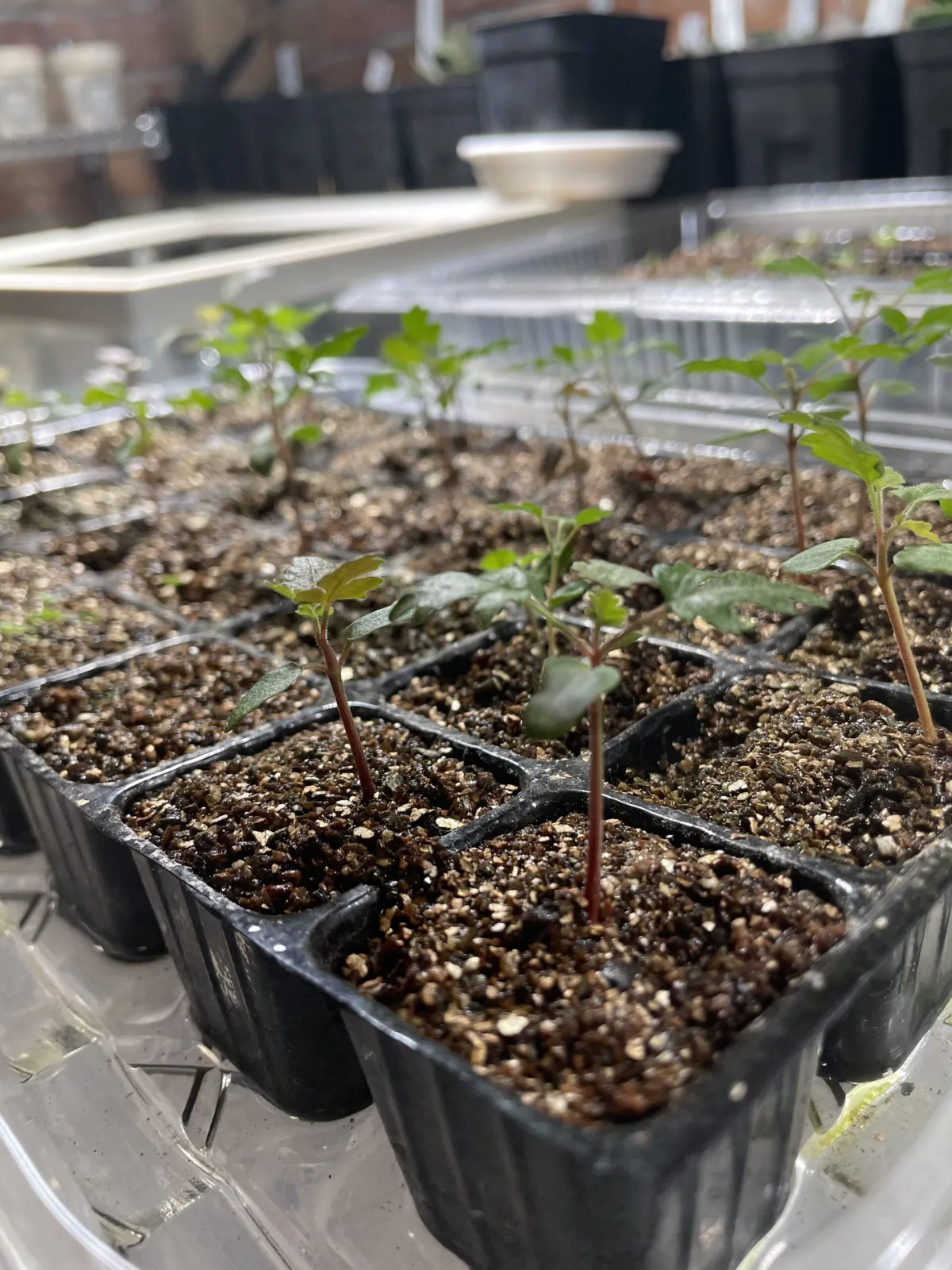 Pachycormus discolor (パキコルムス ディスカラー)