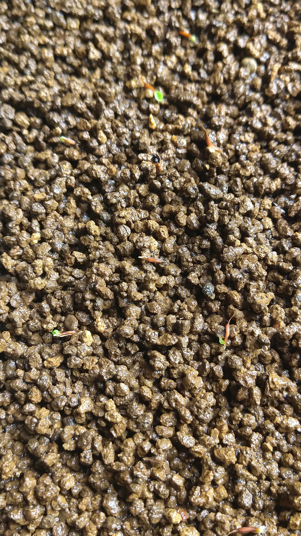 Hechtia lanata (ヘクチア ラナータ)