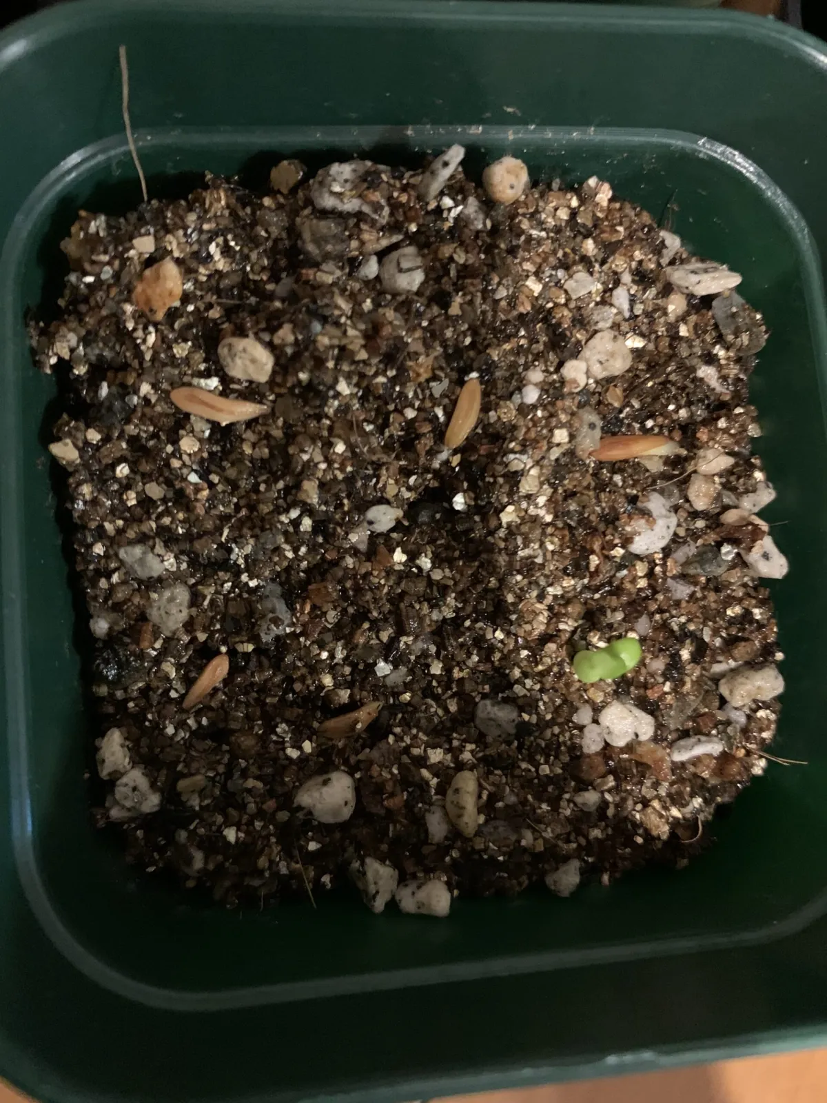 Pachypodium rosulatum ssp. cactipes (パキポディウム カクチペス)