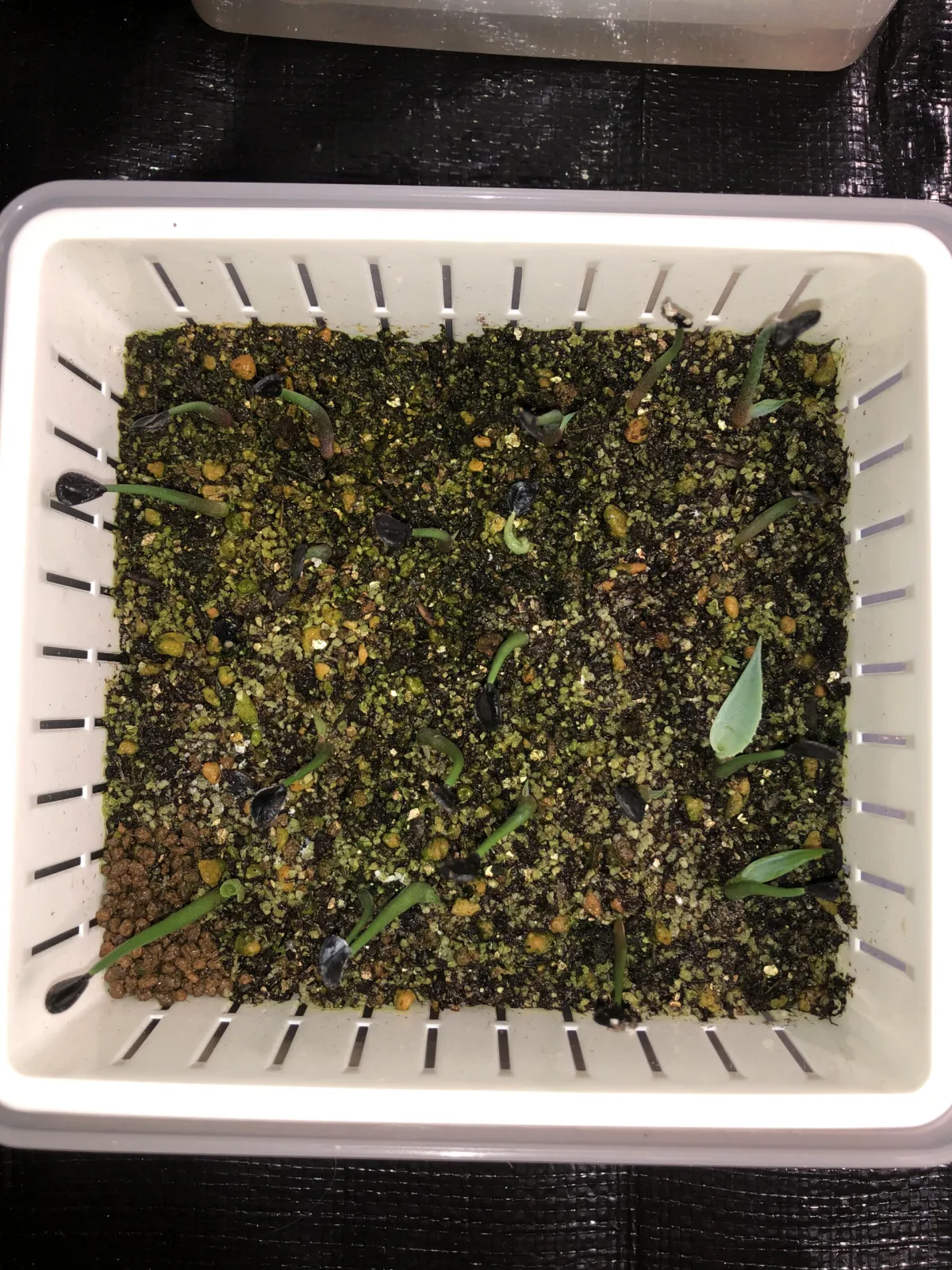 Agave potatorum (アガベ ポタトラム)