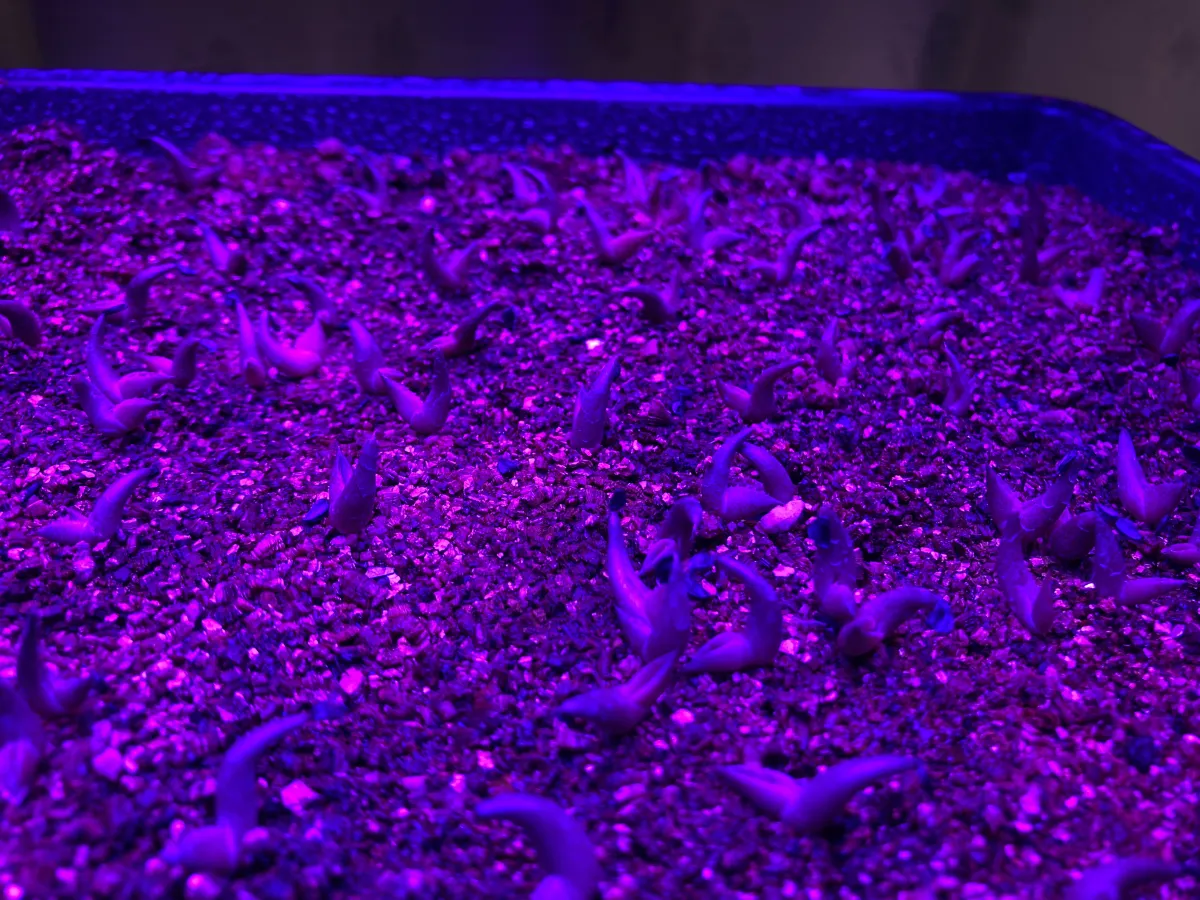 Agave oteroi (アガベ オテロイ)