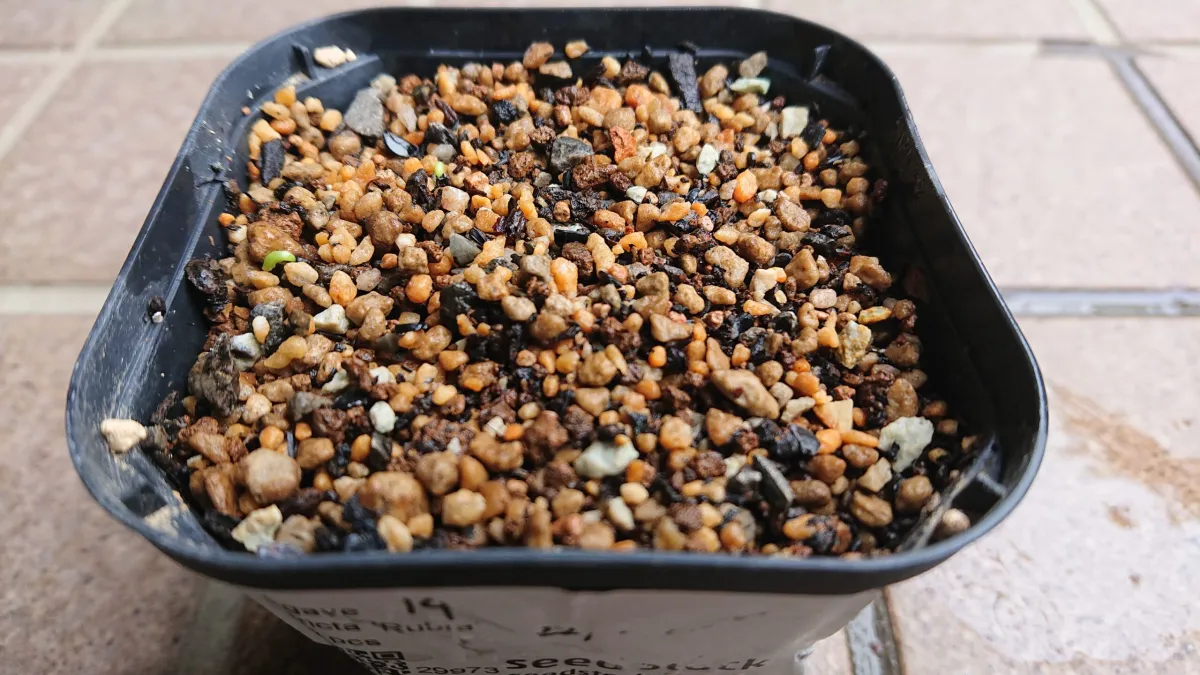 Agave stricta rubra (アガベ ストリクタ ルブラ)