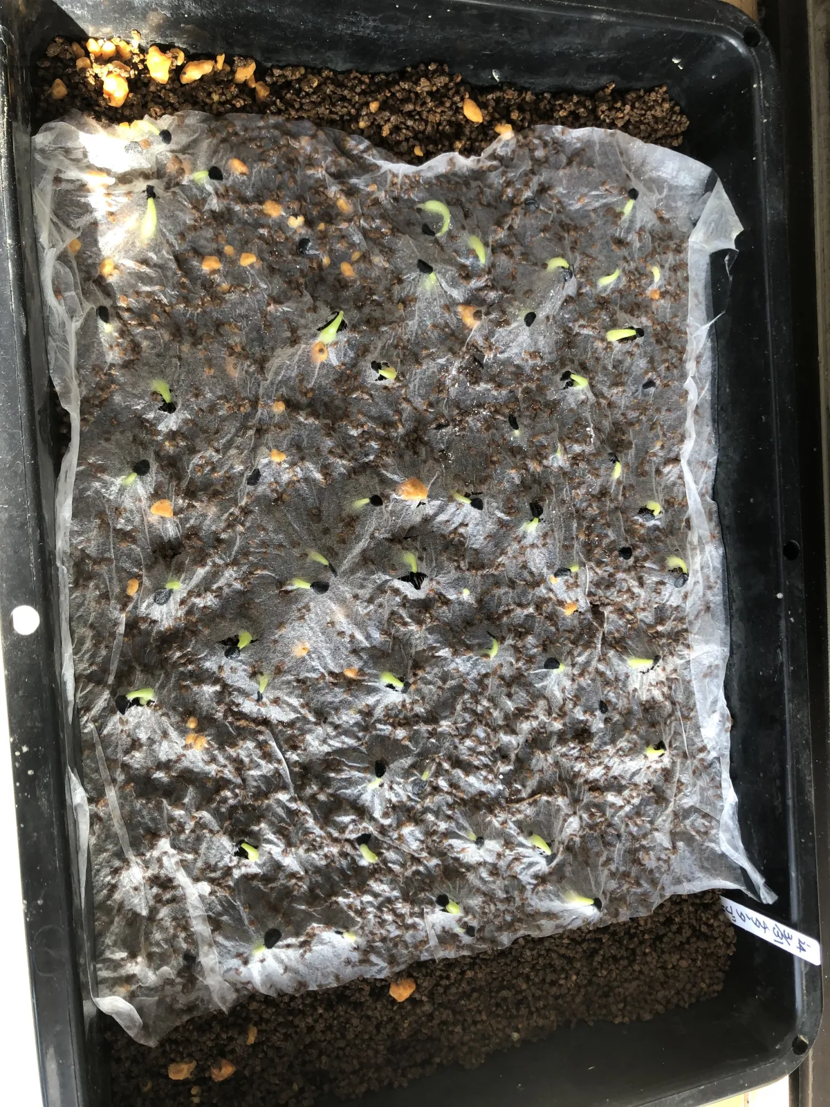 Agave titanota 'Blue' (アガベ チタノタブルー)