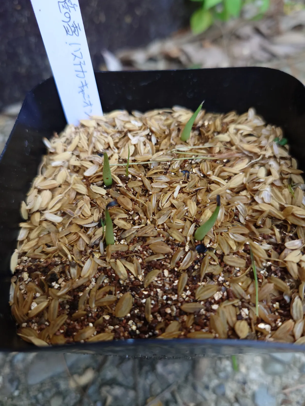 Agave victoriae-reginae 'Huasteca Canyon' (アガベ フアステカキャニオン)