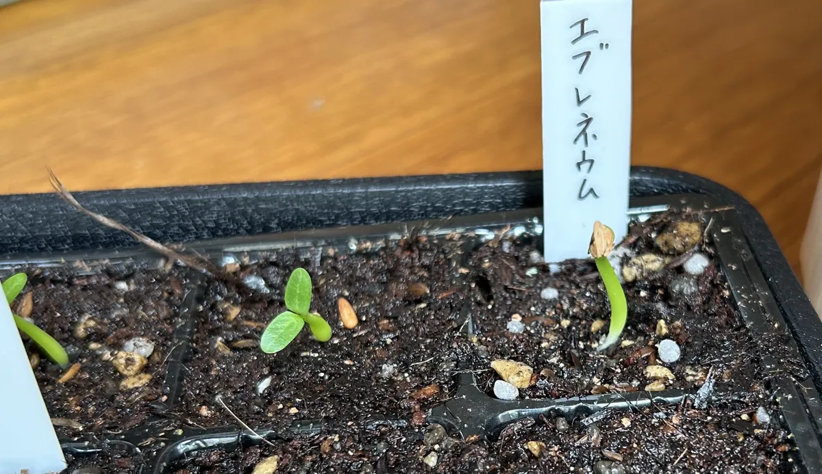 Pachypodium rosulatum var. eburneum (パキポディウム エブレネウム)