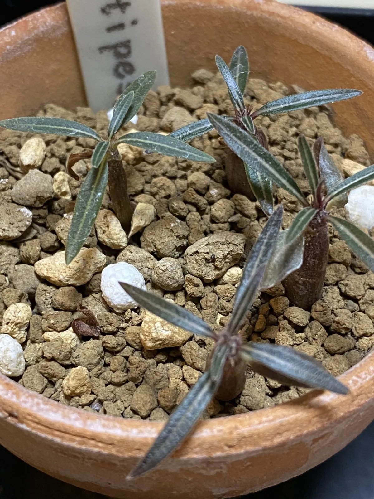 Pachypodium rosulatum ssp. cactipes (パキポディウム カクチペス)