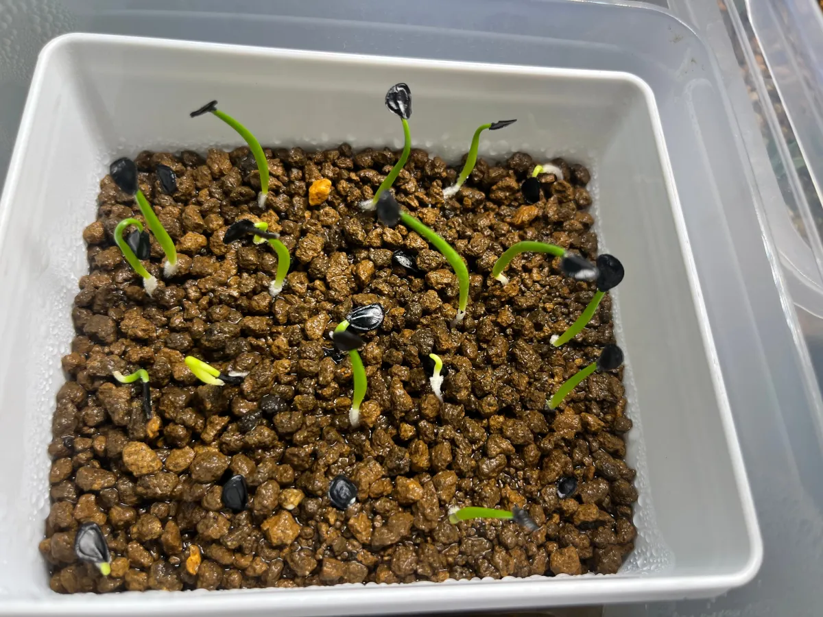 Agave montana (アガベ モンタナ)