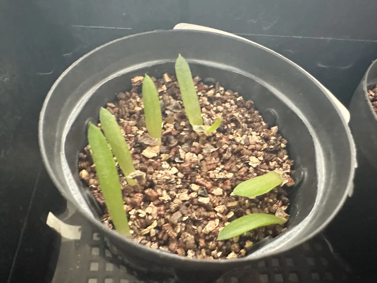 Aloe verdoorniae (アロエ ベルドーニアエ 星霞)