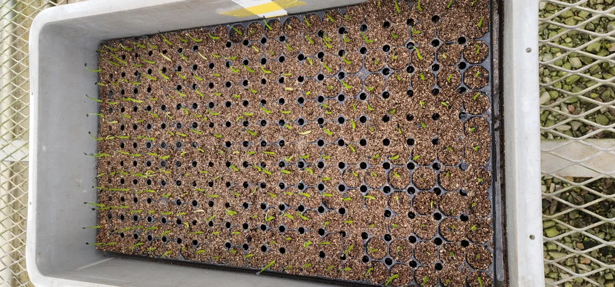 Agave salomonii Magnifica (アガベ マグニフィカ)