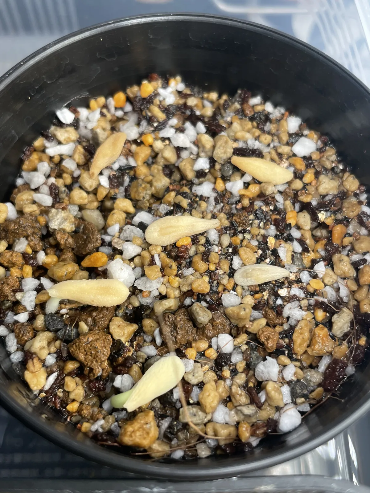 Pachypodium menabeum (パキポディウム メナベウム)