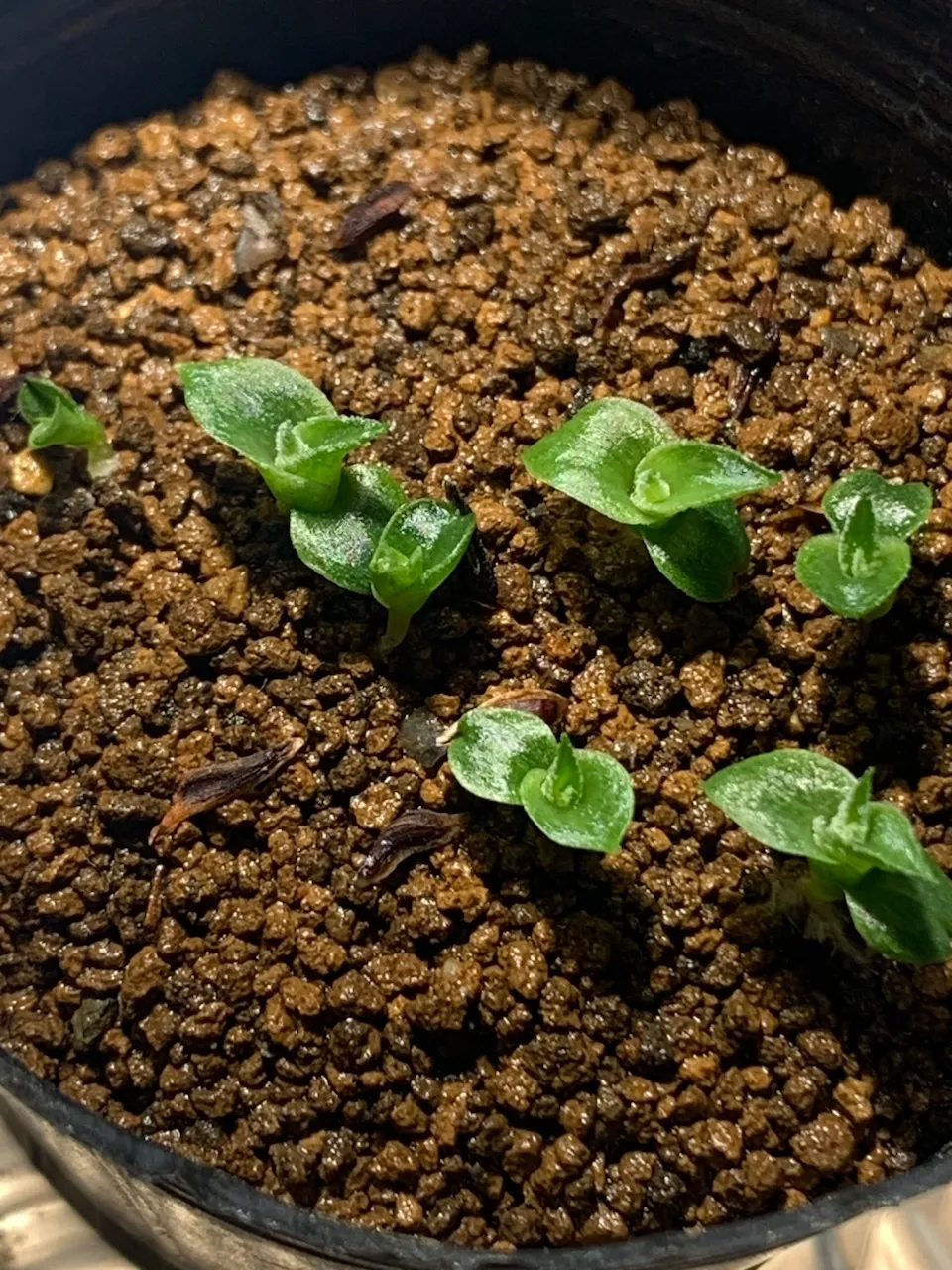 Hechtia nuusaviorum (ヘクチア ナサビオラム)