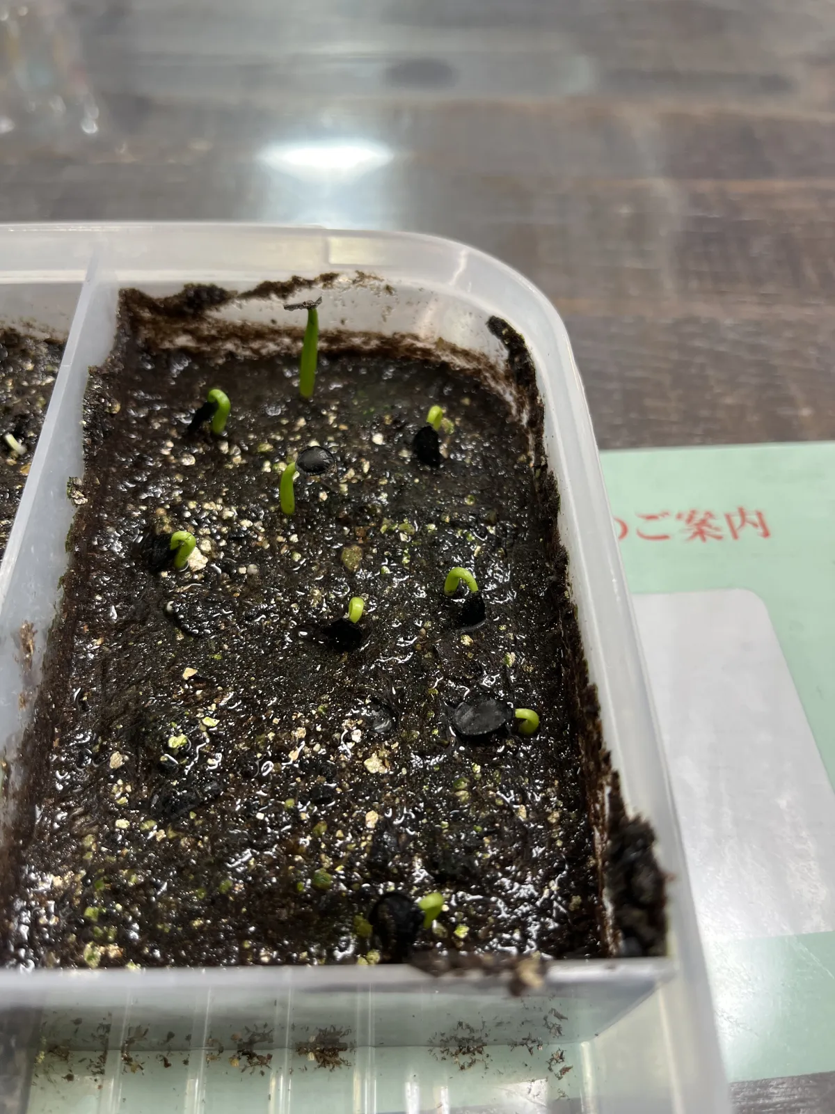 Agave parryi x flexispina (アガベ パリー x フレキシスピナ)