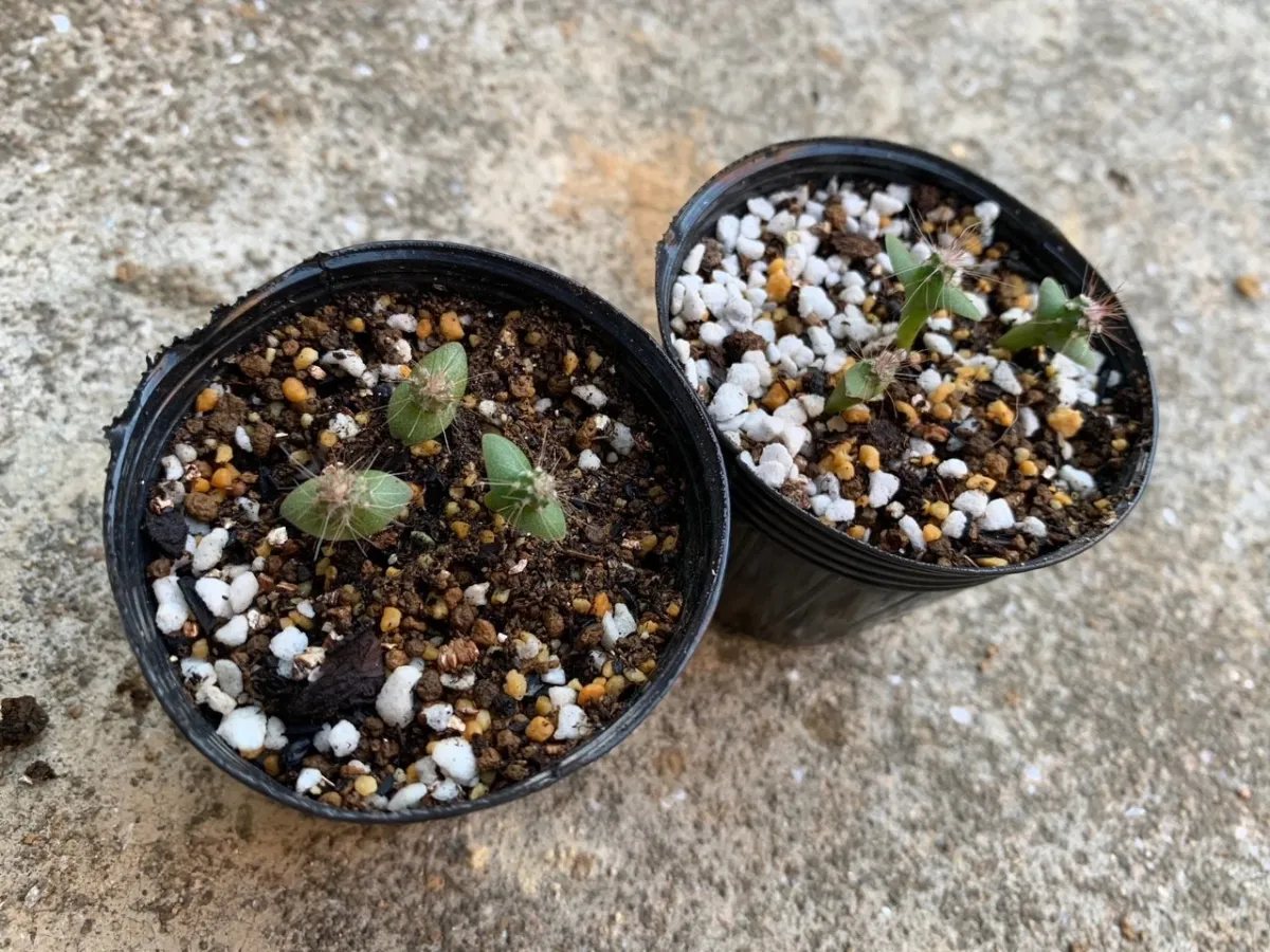 Pachycereus marginatus (パキセレウス 白雲閣)