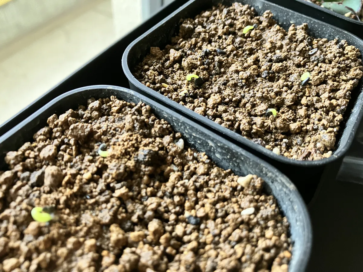 Agave victoriae-reginae ssp. swobodae swobodae (アガベ ビクトリアレジーナ スワボダエ)