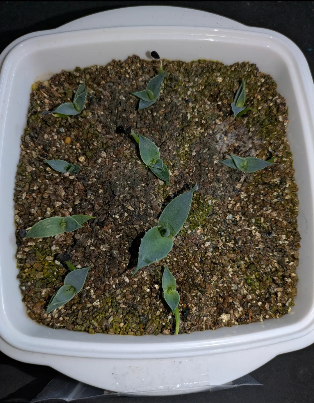 Agave utahensis var. eborispina 'Hayford' (アガベ エボリスピナ ヘイフォード)