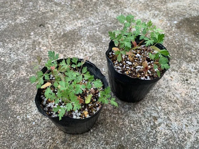 Pachycormus discolor (パキコルムス ディスカラー)